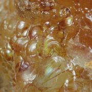 Opal / (variety - “Opal-AN”) / (variety - “Hyalite Opal”) / (“Blood Vessel Opal”)