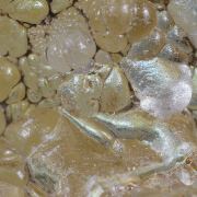 Opal / (variety - “Opal-AN”) / (variety - “Hyalite Opal”) / (“Blood Vessel Opal”)