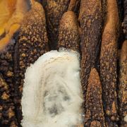 Calcite with limonite