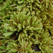 Pyromorphite