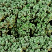 PYROMORPHITE - Les Farges, France