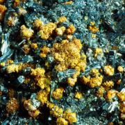 Hutchinsonite, Orpiment