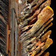 Goethite perimorphose after gypsum LAVRION