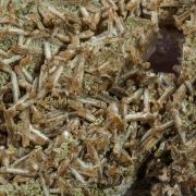 Eosphorite, Roscherite, Quartz (variety rose quartz)