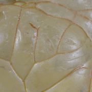 Opal / (variety - “Opal-AN”) / (variety - “Hyalite Opal”) / (“Blood Vessel Opal”)