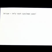 Goethite pseudomorph after Calcite with Goethite and “Onegite”