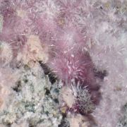 Bieberite, Kottigite, Erythrite