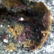 Ellingsenite (TL) and Villiaumite