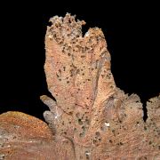 Copper / (leaf-like specimen)