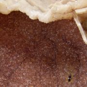 Dolomite cast TSUMEB