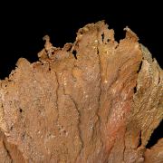 Copper / (leaf-like specimen)