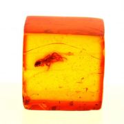 Amber with insect.