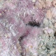 Bieberite, Kottigite, Erythrite