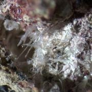 Onoratoite, Klebelsbergite