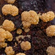 Mimetite with Goethite