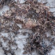 Silver with Acanthite and Calcite