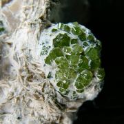 Andradite var. Demantoid