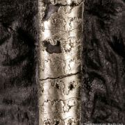 Pyrite on Pyrite ps. Baculites yokayamai