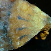 Smithsonite pseudomorph after Calcite