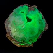 Quartz var. Chalcedony