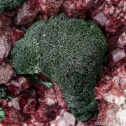 Kolwezite/Malachite on Cobaltian Calcite