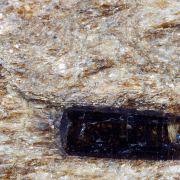 Tourmaline var. Dravite