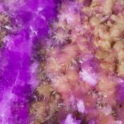 Talmessite coating Calcite and with Calcite (variety Co-bearing calcite)