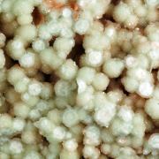 Boracite, Hilgardite