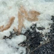 Wulfenite (variety chillagite) with Cerussite, Baryte and Galena