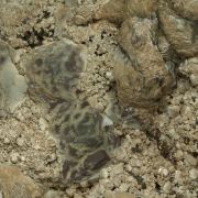 Siderite with Calcite and Sphalerite