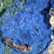 Carbonatecyanotrichite