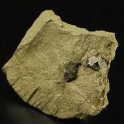 Hauerite