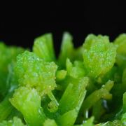 Pyromorphite