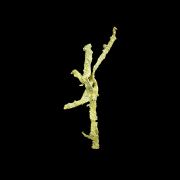 Gold / (ala a walking stick insect)