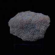 Calcite (great color)