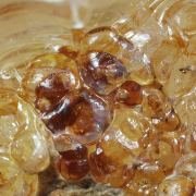 Opal / (variety - “Opal-AN”) / (variety - “Hyalite Opal”) / (“Blood Vessel Opal”)