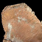 Copper / (leaf-like specimen)