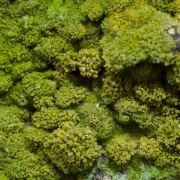 Pyromorphite with Wulfenite