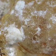 Opal / (variety - “Opal-AN”) / (variety - “Hyalite Opal”) / (“Blood Vessel Opal”)