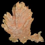 Copper / (leaf-like specimen)