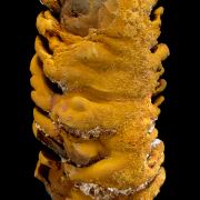 Goethite perimorphose after gypsum LAVRION
