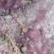 Bieberite, Kottigite, Erythrite