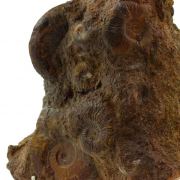 Ammonite. 2767.5 ct.