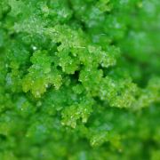 Pyromorphite