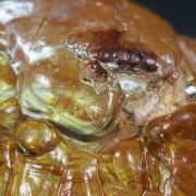 Opal / (variety - “Opal-AN”) / (variety - “Hyalite Opal”) / (“Blood Vessel Opal”)