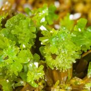 Pyromorphite with Baryte