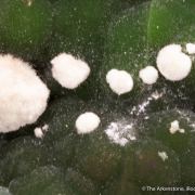 Arsendescloizite with Mimetite