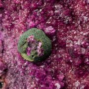 Kolwezite on Cobaltian Calcite