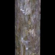 Lepidolite pseudomorphing after Elbaite