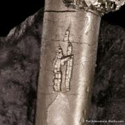 Pyrite on Pyrite ps. Baculites yokayamai